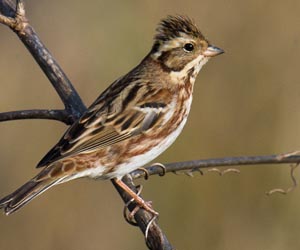 Хөмрөг (Сондуу хөмрөг)